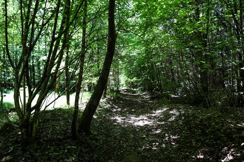 Lindenallee entlang des Limesverlaufs